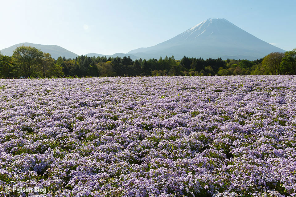 富士芝桜まつりからの富士山