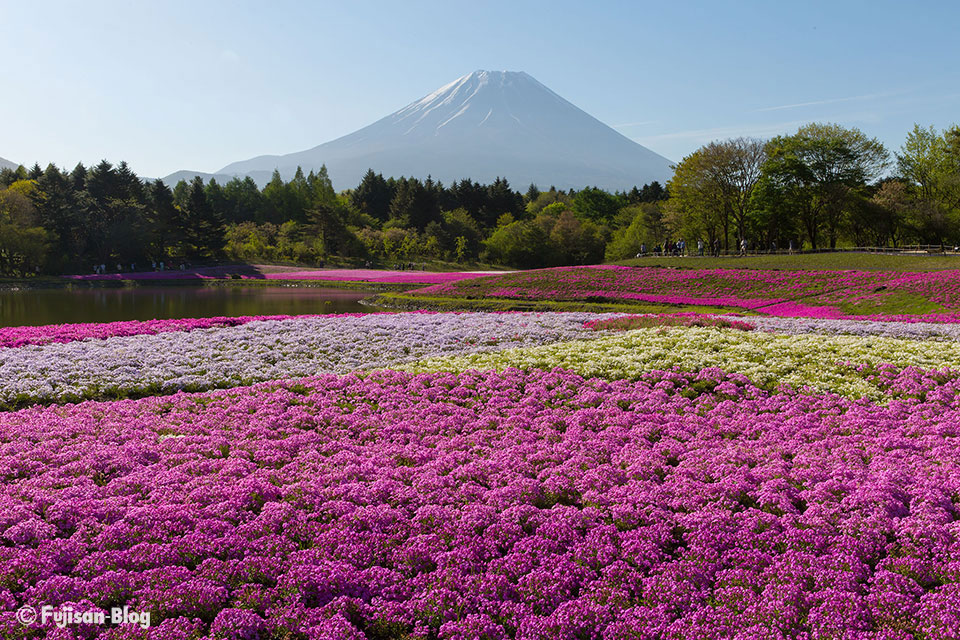 【富士山写真】富士芝桜まつりからの富士山