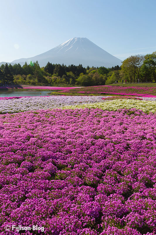 富士芝桜まつりからの富士山