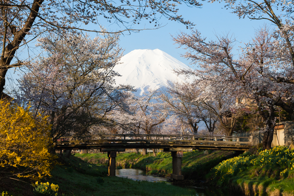 【富士山写真】忍野村新名庄川沿いからの富士山と桜