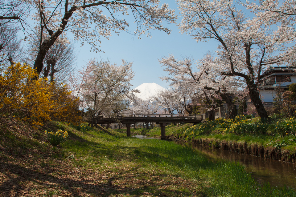 【富士山写真】忍野村新名庄川の桜が満開です