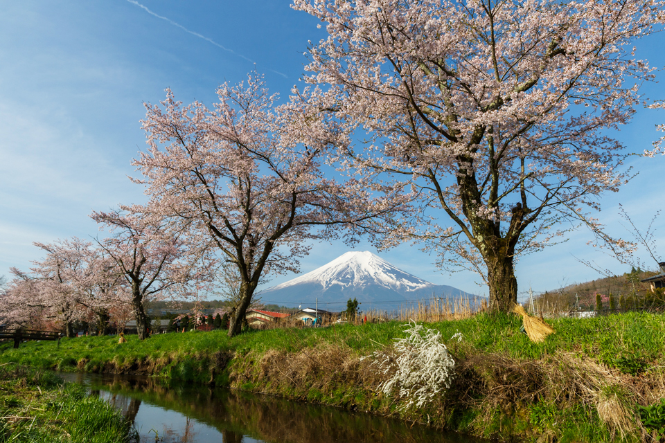 忍野村からの桜と富士山