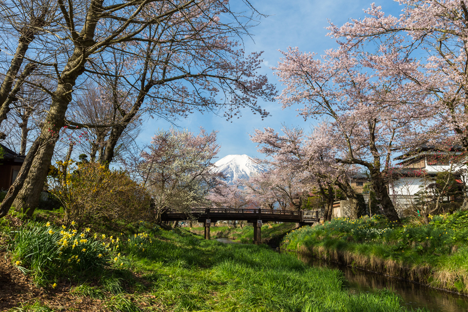 【富士山写真】忍野村新名庄川沿いからの富士山と桜