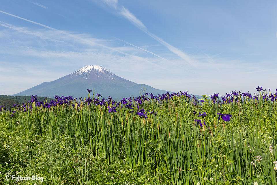 忍野村からのアヤメと富士山