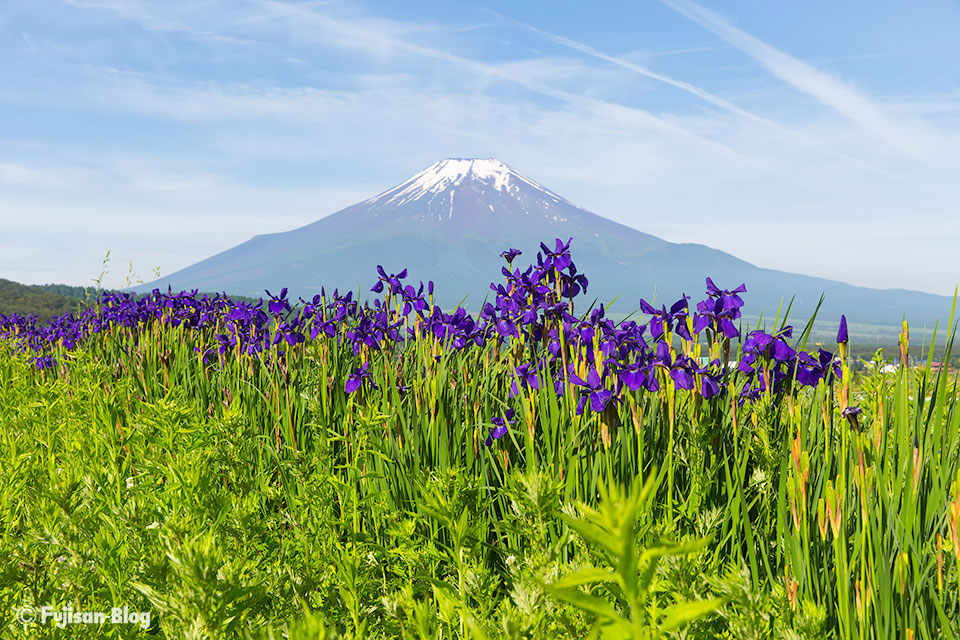 忍野村からのアヤメと富士山