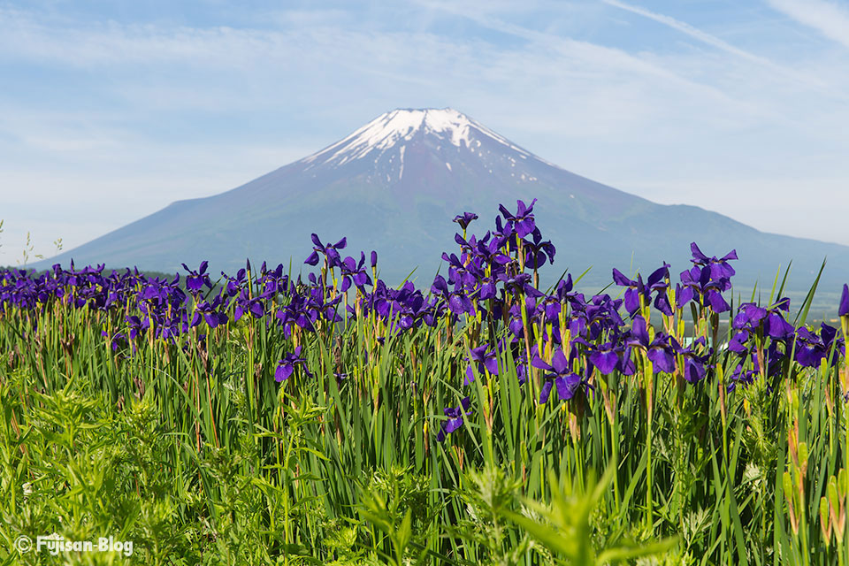 【富士山写真】忍野村からのアヤメと富士山