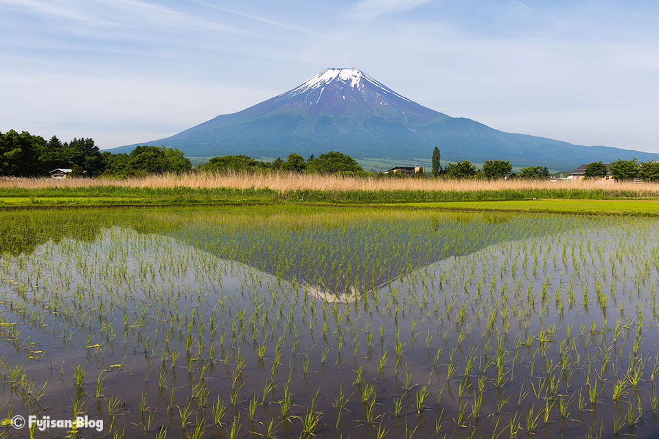 忍野村からの田んぼと富士山