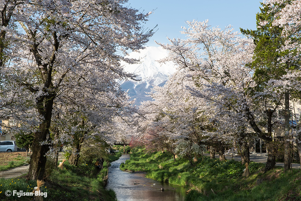 【富士山写真】2017年忍野村新名庄川沿いからの富士山と桜