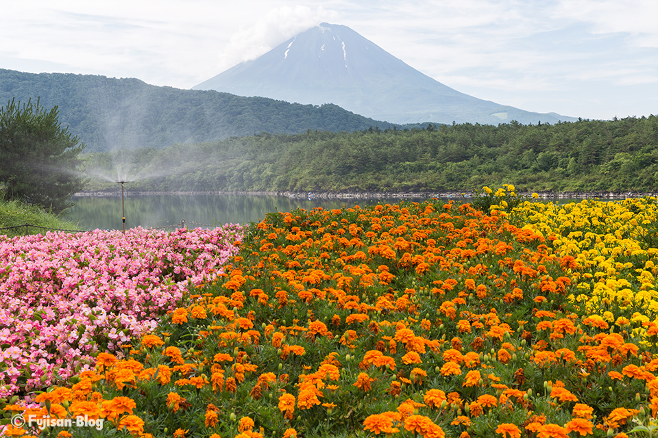 【富士山写真】久しぶりに西湖からの富士山
