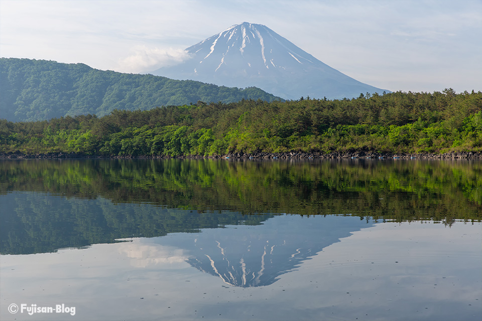 【富士山写真】2019年西湖からの新緑と富士山