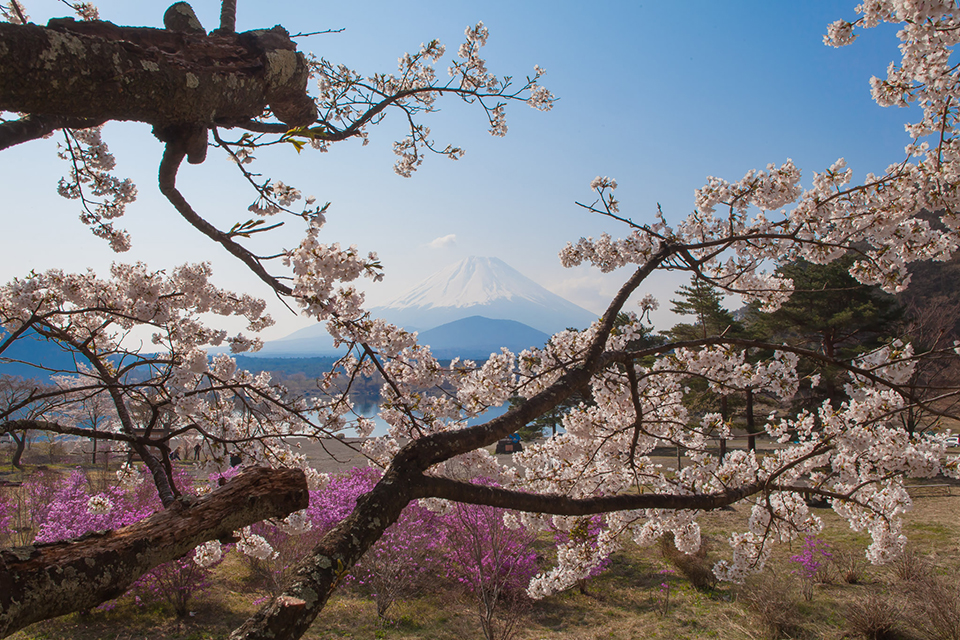 【富士山写真】精進湖畔の桜も満開です