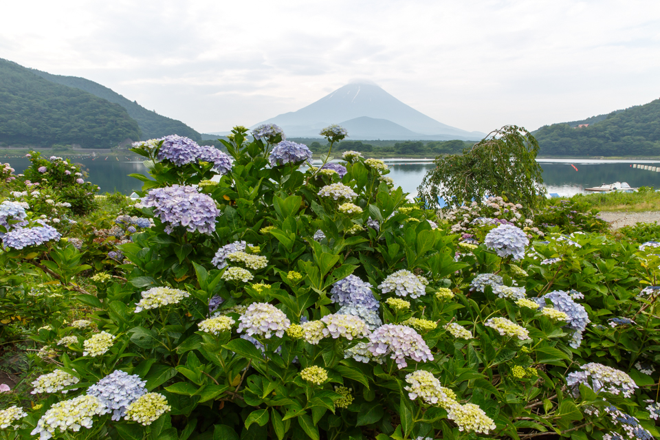 【富士山写真】 精進湖と紫陽花
