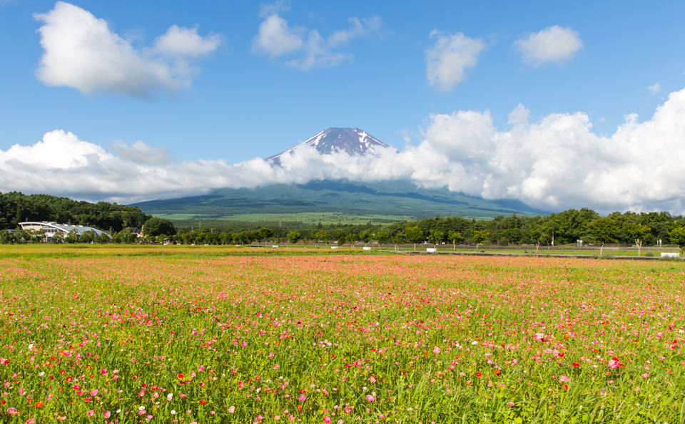 【富士山写真】 ポピーが咲き始めた花の都公園から