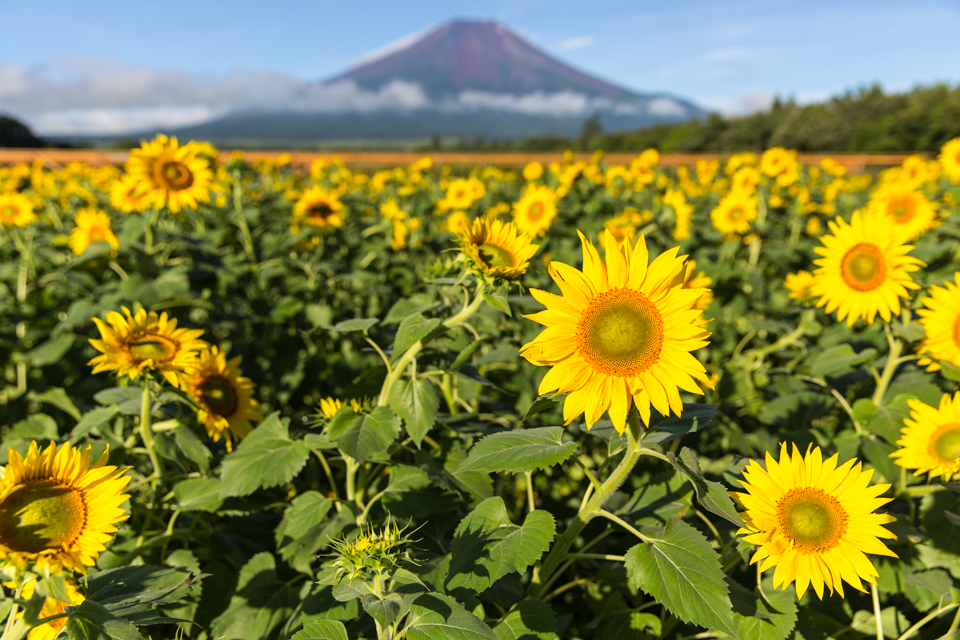 山中湖花の都公園のひまわり