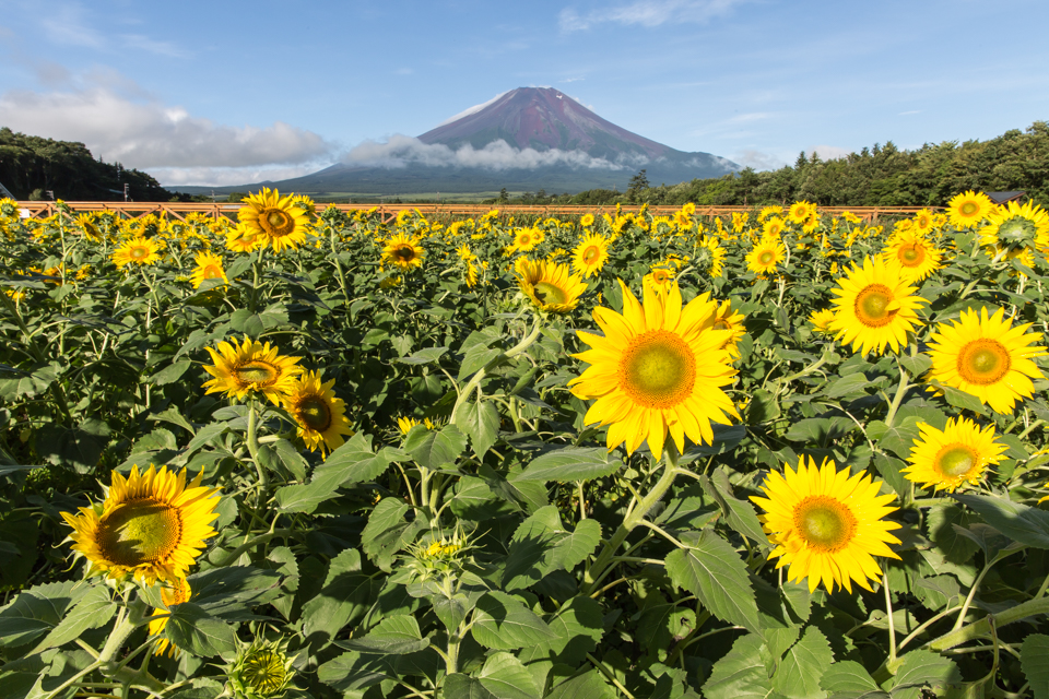 【富士山写真】 山中湖花の都公園のひまわりが咲き始めました