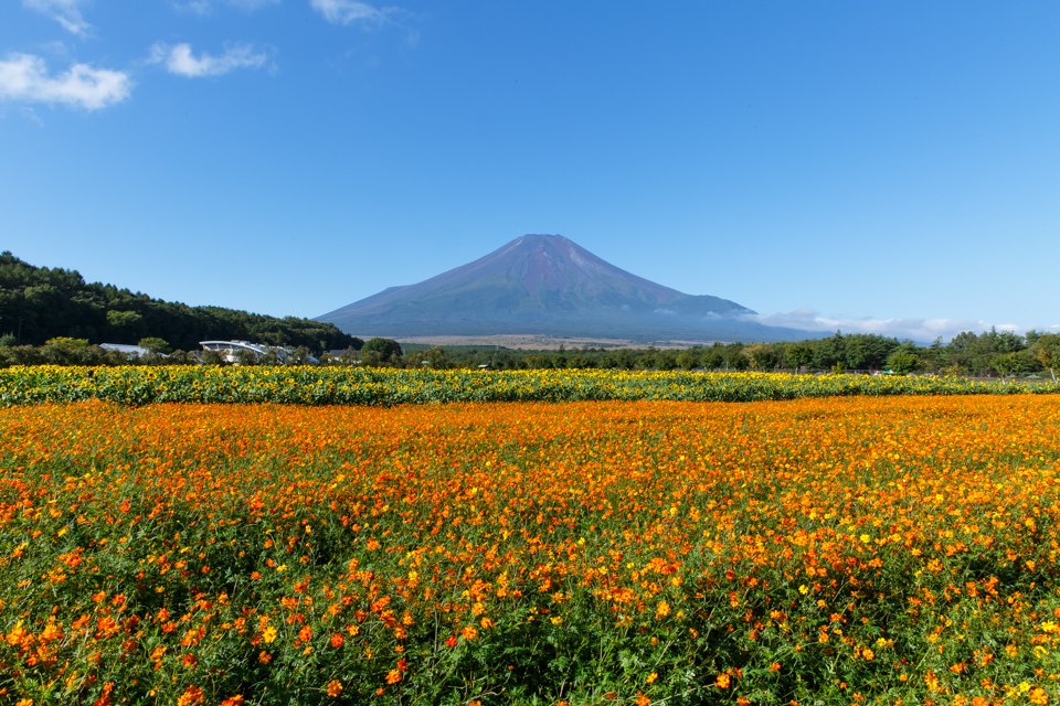 【富士山写真】 山中湖花の都公園のひまわりとキバナコスモス（オレンジフレア）