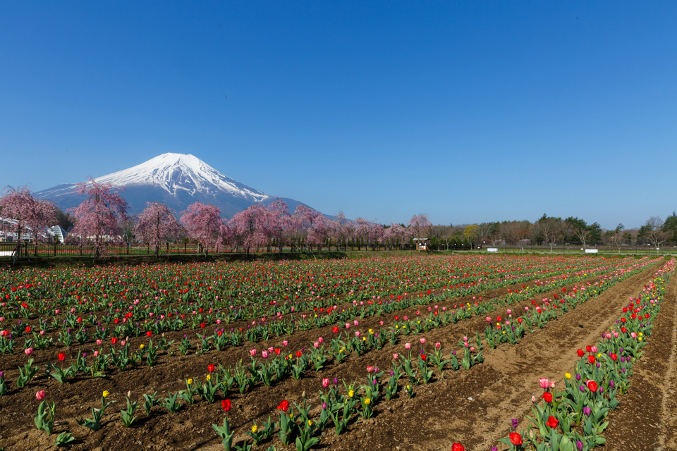 山中湖花の都公園からの富士山