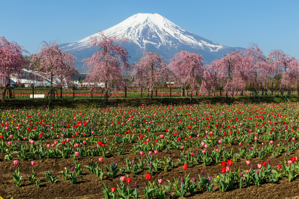 山中湖花の都公園からの富士山