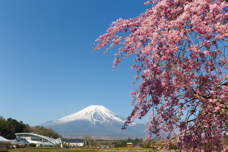 山中湖花の都公園からの富士山