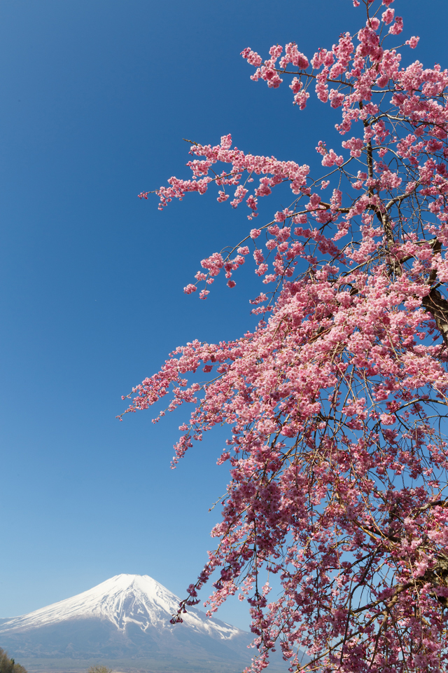 【富士山写真】 花の都公園からチューリップと八重桜と富士山