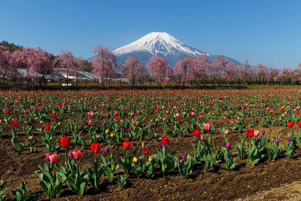 山中湖花の都公園からの富士山