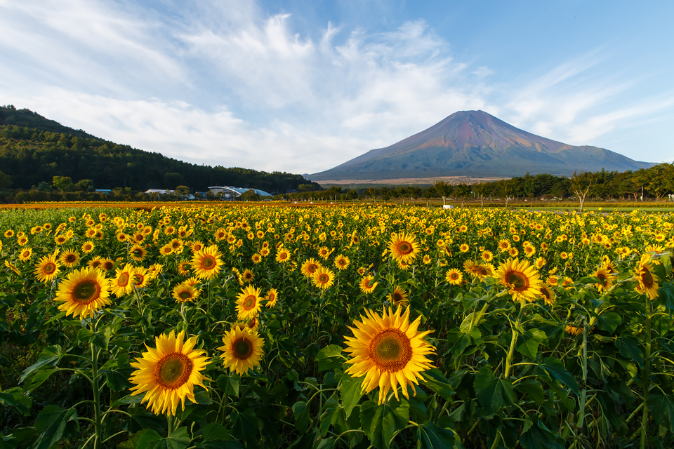 【富士山写真】 山中湖から秋のヒマワリと富士山
