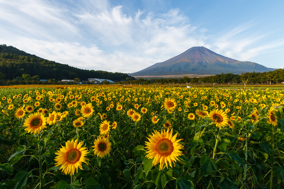 【富士山写真】 山中湖から秋のヒマワリと富士山