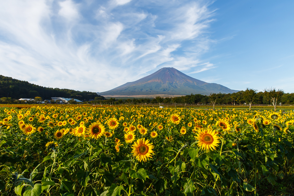 山中湖からのヒマワリと富士山