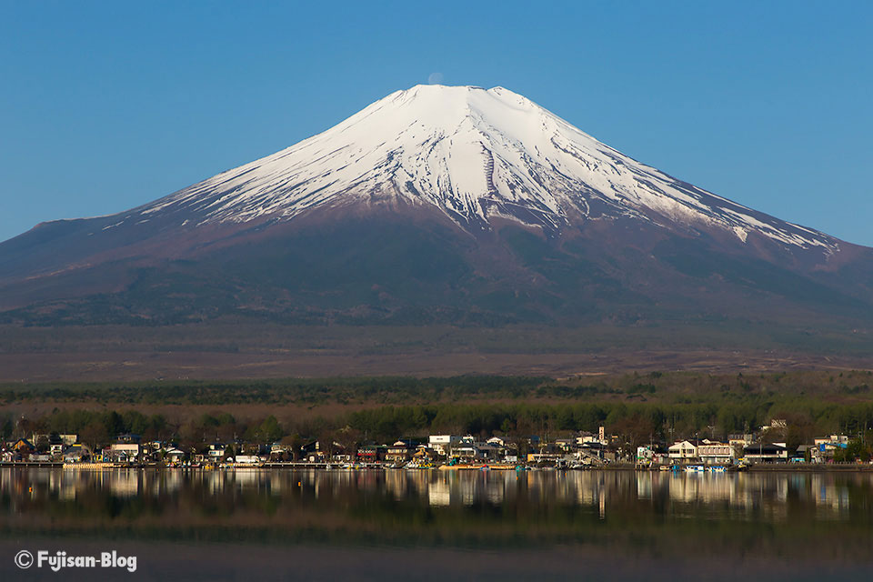 【富士山写真】山中湖からのパール富士とチューリップ