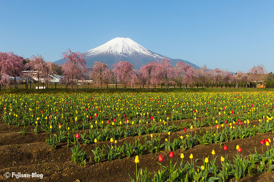 山中湖花の都公園からの富士山とチューリップと八重桜