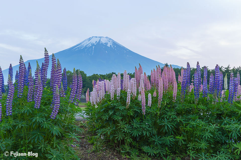 【富士山写真】山中湖花の都公園からの富士山