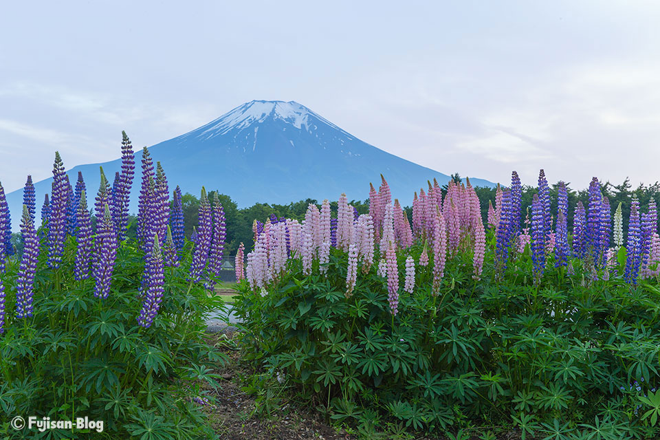 【富士山写真】山中湖花の都公園からの富士山