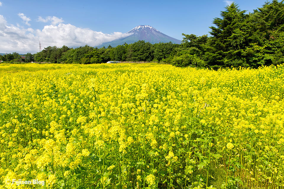 【富士山写真】山中湖花の都公園からキカラシと富士山
