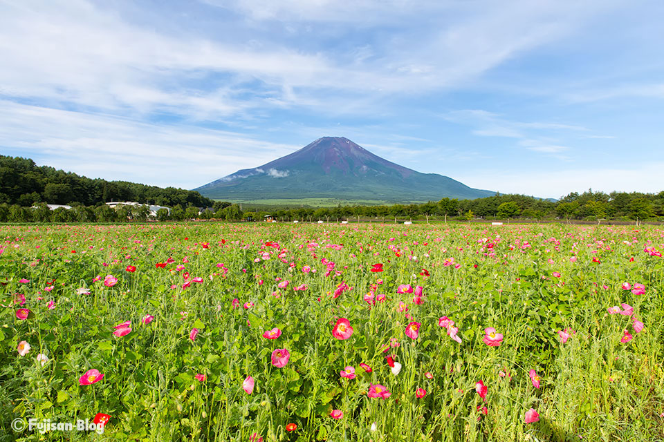 山中湖花の都公園からポピーと富士山