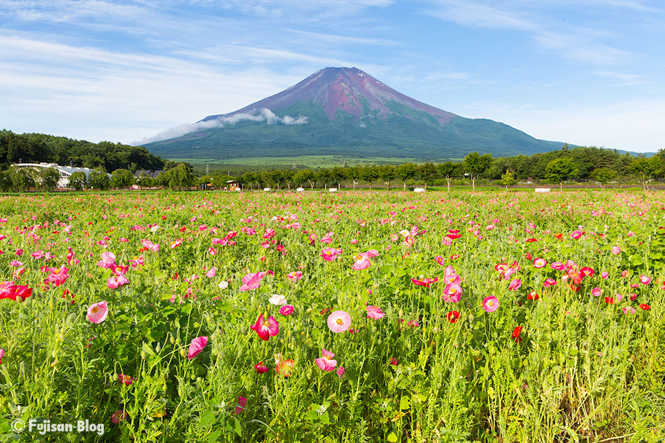 【富士山写真】山中湖花の都公園からポピーと富士山