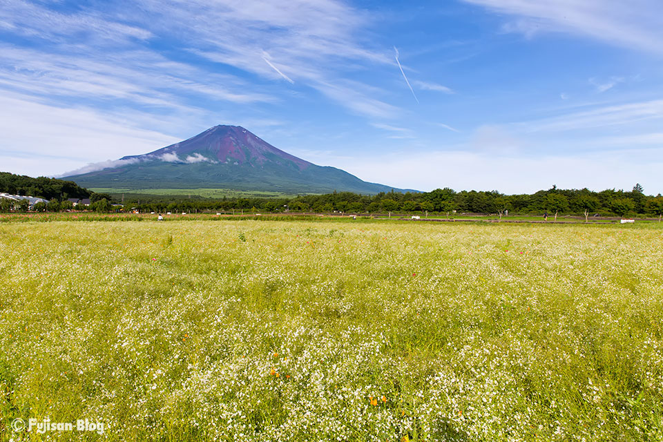 山中湖花の都公園からキカラシと富士山