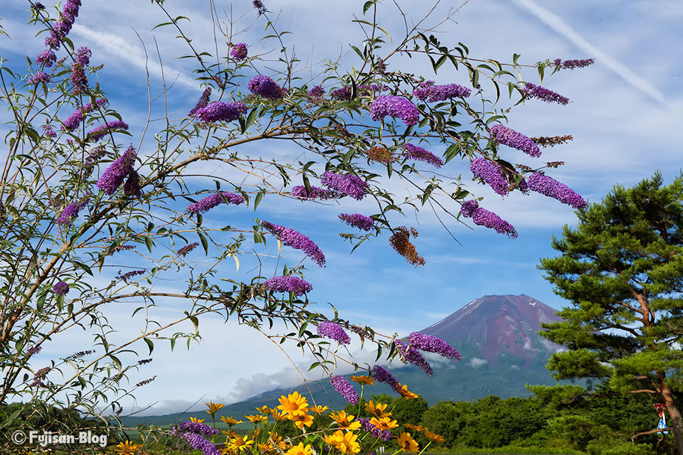 山中湖花の都公園からの富士山