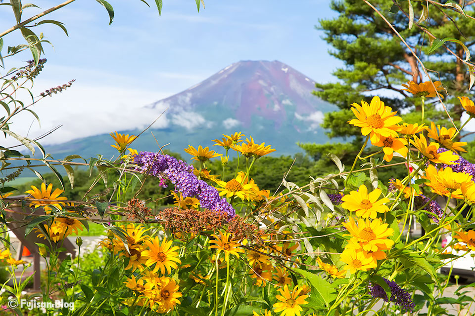 山中湖花の都公園からの富士山