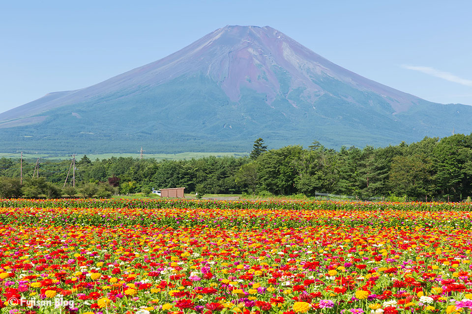 山中湖花の都公園から百日草(シニア)と富士山