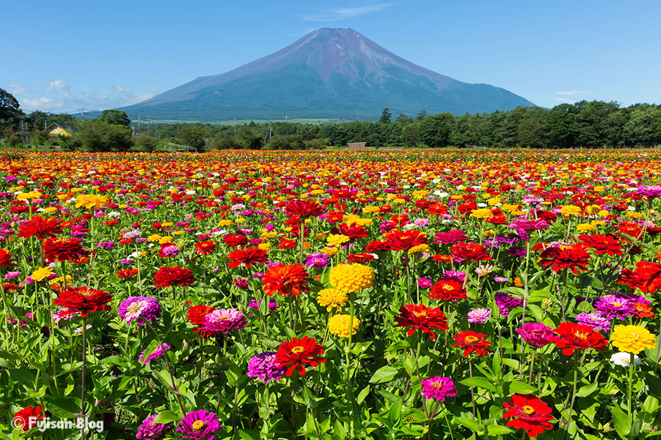 【富士山写真】山中湖花の都公園から百日草（シニア）と富士山