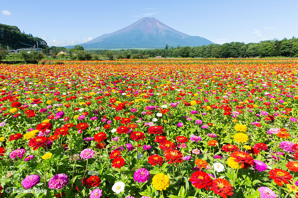 山中湖花の都公園から百日草(シニア)と富士山