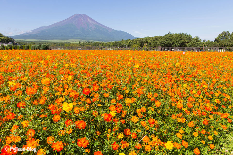 山中湖花の都公園から黄花コスモスと富士山