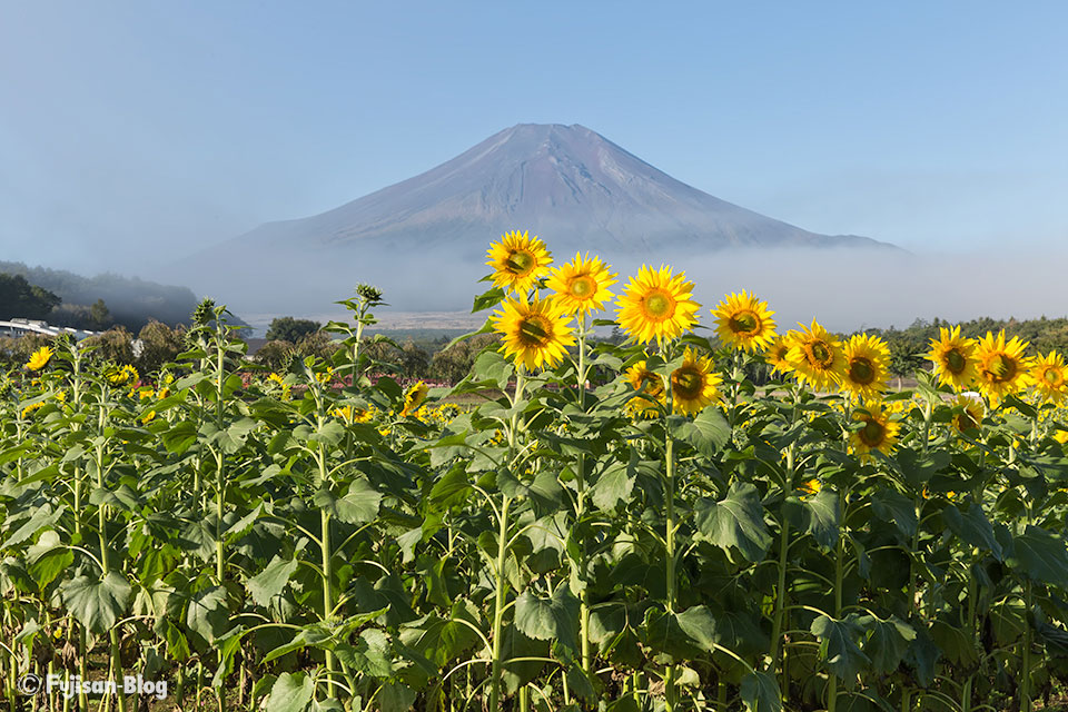【富士山写真】山中湖花の都公園からヒマワリとコスモス
