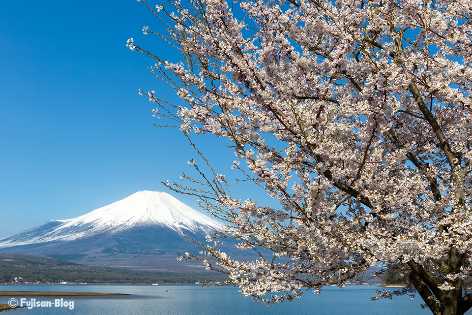 【富士山写真】2017年山中湖からの桜と富士山