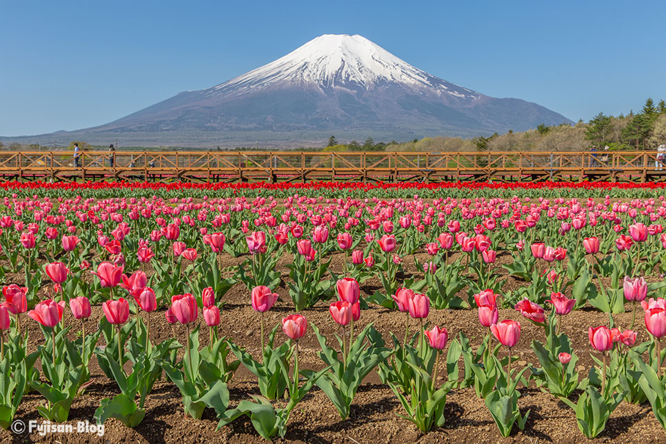 山中湖花の都公園からチューリップと富士山