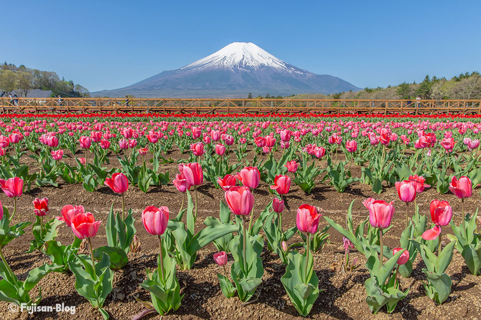 【富士山写真】2018年山中湖花の都公園のチューリップ
