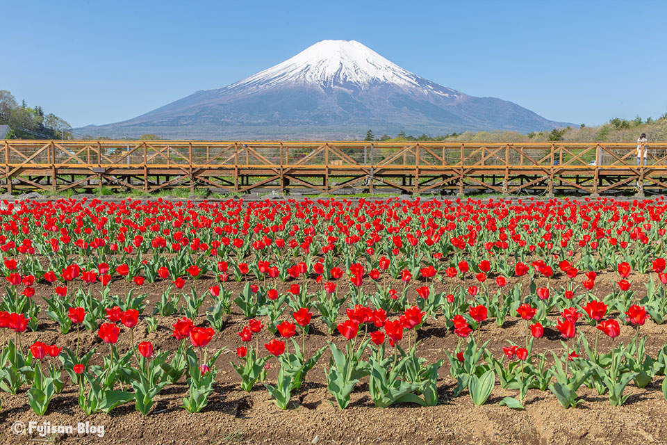 山中湖花の都公園からチューリップと富士山