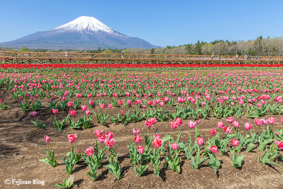 山中湖花の都公園からチューリップと富士山