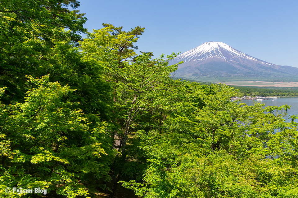 【富士山写真】2019年山中湖からの新緑と富士山