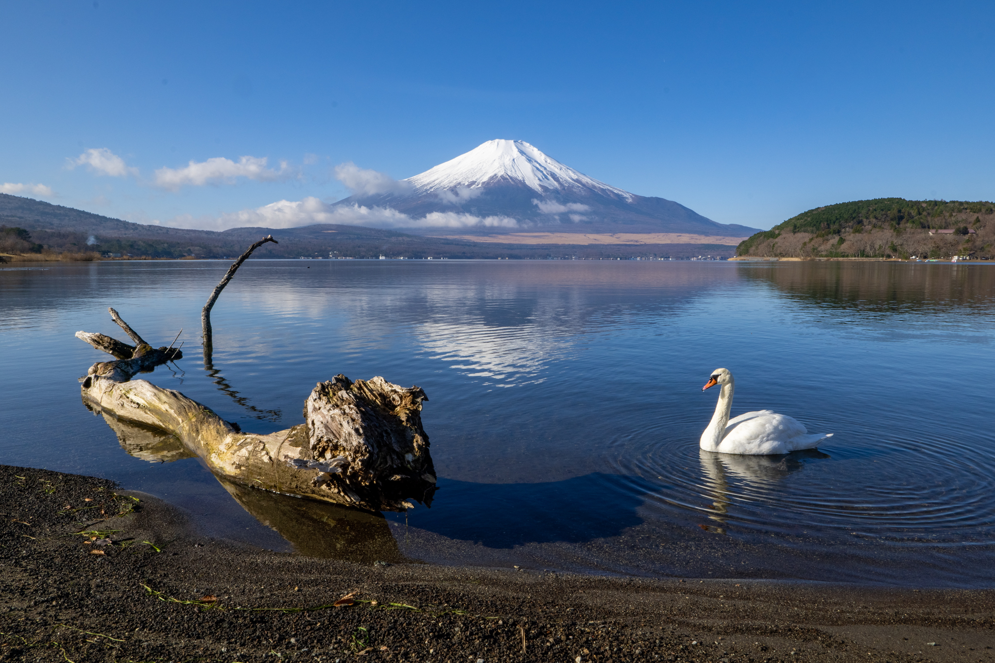 山中湖平野湖岸からの富士山と白鳥